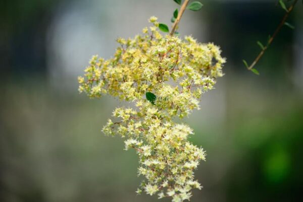 Lawsonia inermis - Henna Herb Tatoo - Image 3