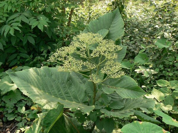 Leea macrophylla - Elephant Ear Tree - Image 3