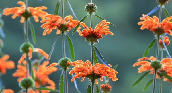 Leonotis leonurus - Lion's Tail, Wild Dagga - Image 7