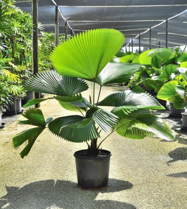 Licuala grandis / Pritchardia grandis - Ruffled Fan Palm, Vanuatu Fan Palm, Palas Palm