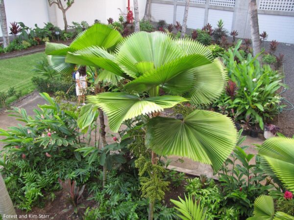 Licuala grandis / Pritchardia grandis - Ruffled Fan Palm, Vanuatu Fan Palm, Palas Palm - Image 4