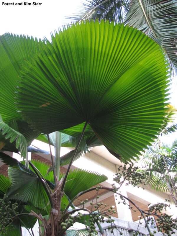 Licuala grandis / Pritchardia grandis - Ruffled Fan Palm, Vanuatu Fan Palm, Palas Palm - Image 5