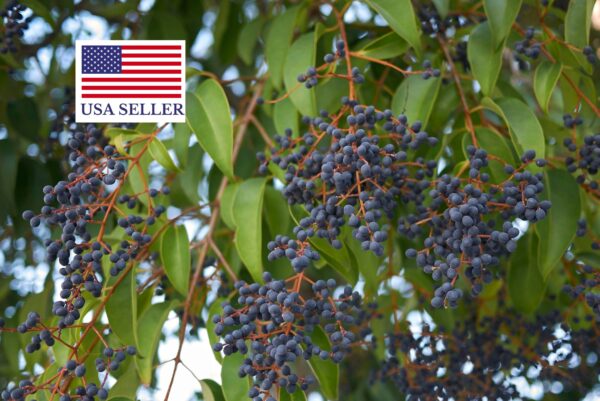 Ligustrum japonicum - Wax Leafed Privet - Image 9