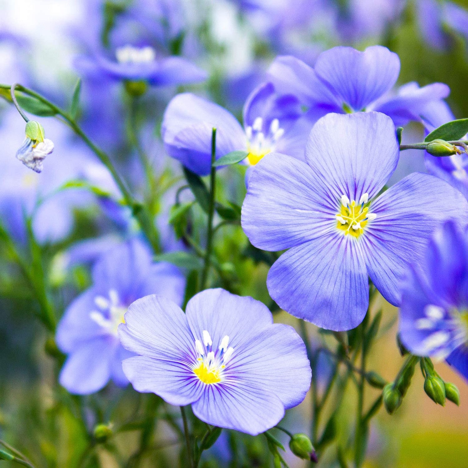 Linseed / Flax (Linum usitatissimum), The Beautiful