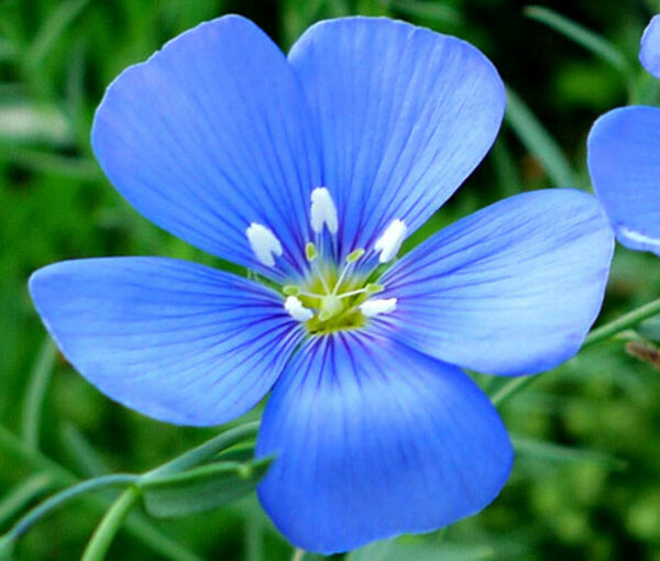 Linum usitatissimum - Flax, Linho, Lino, Saatlein - Image 2