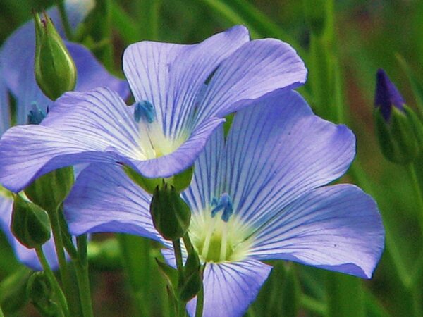 Linum usitatissimum - Flax, Linho, Lino, Saatlein - Image 3