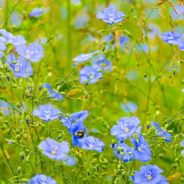 Linum usitatissimum - Flax, Linho, Lino, Saatlein - Image 4