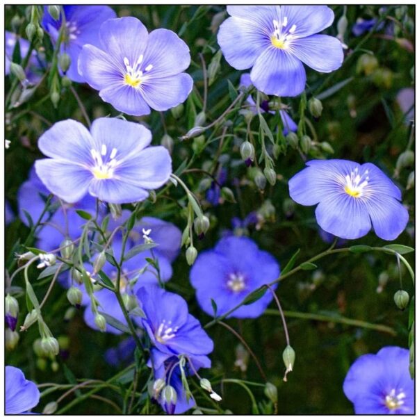 Linum usitatissimum - Flax, Linho, Lino, Saatlein - Image 5