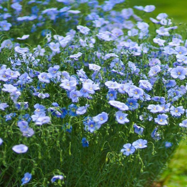 Linum usitatissimum - Flax, Linho, Lino, Saatlein - Image 6