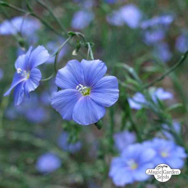Linum usitatissimum - Flax, Linho, Lino, Saatlein - Image 7