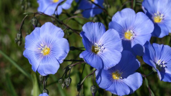 Linum usitatissimum - Flax, Linho, Lino, Saatlein - Image 8
