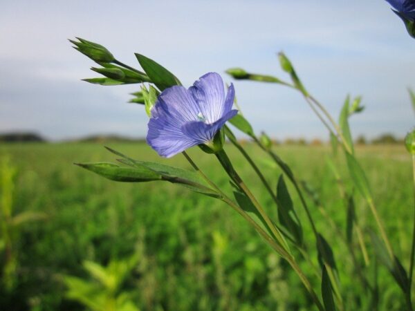 Linum usitatissimum - Flax, Linho, Lino, Saatlein - Image 9