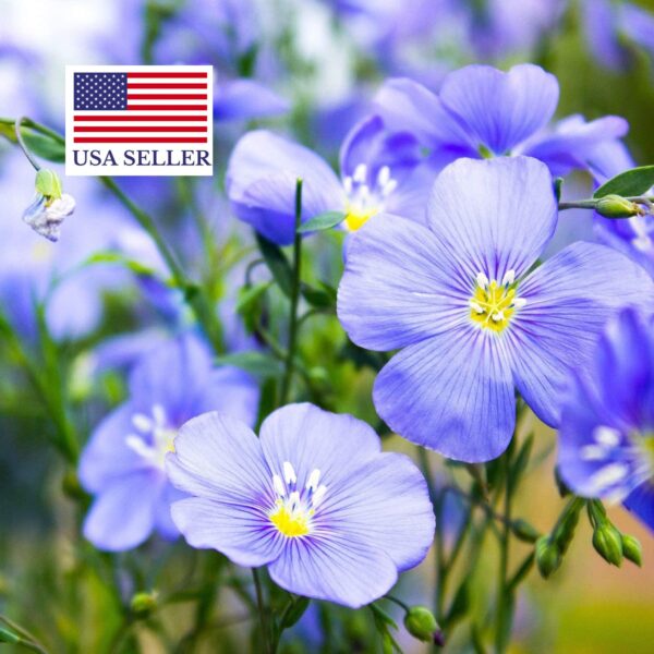 Linum usitatissimum - Flax, Linho, Lino, Saatlein - Image 11