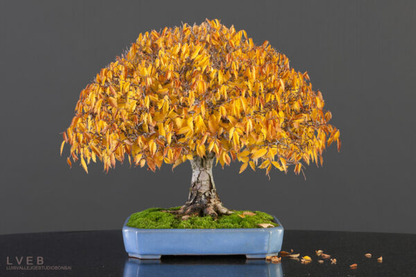 Liquidambar styraciflua - Liquidamber, sweet-gum