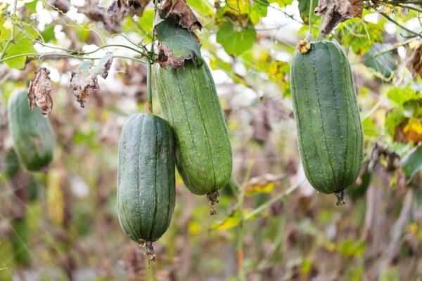 Luffa cylindrica / Luffa aegyptiaca / Cucurbita luffa / Momordica cylindrica - Loofah, Sponge Gourd, Vegetable Sponge, Egyptian Cucumber, Vietnamese Luffa - Image 2