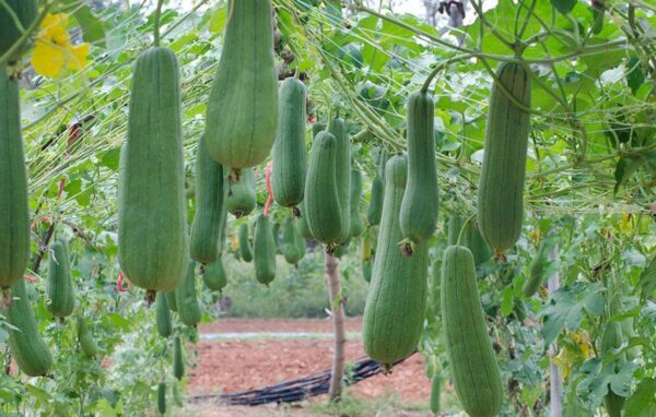 Luffa cylindrica / Luffa aegyptiaca / Cucurbita luffa / Momordica cylindrica - Loofah, Sponge Gourd, Vegetable Sponge, Egyptian Cucumber, Vietnamese Luffa - Image 3