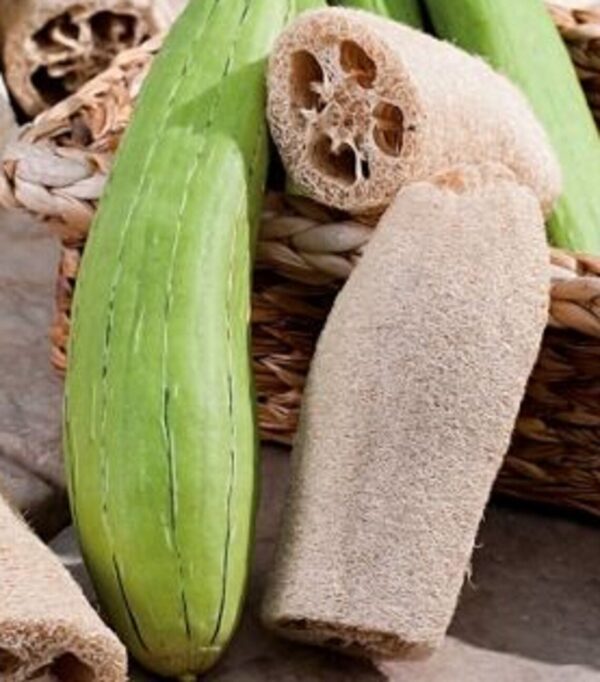 Luffa cylindrica / Luffa aegyptiaca / Cucurbita luffa / Momordica cylindrica - Loofah, Sponge Gourd, Vegetable Sponge, Egyptian Cucumber, Vietnamese Luffa - Image 6