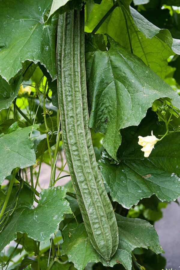 Luffa cylindrica / Luffa aegyptiaca / Cucurbita luffa / Momordica cylindrica - Loofah, Sponge Gourd, Vegetable Sponge, Egyptian Cucumber, Vietnamese Luffa - Image 8