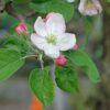 Malus domestica - Kashmir Apple - Image 2