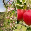 Malus domestica - Kashmir Apple - Image 6