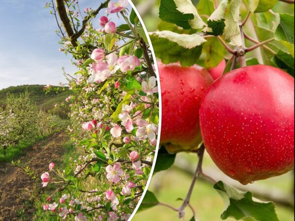 Malus domestica - Kashmir Apple - Image 6