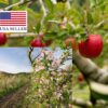 Malus domestica - Kashmir Apple - Image 7