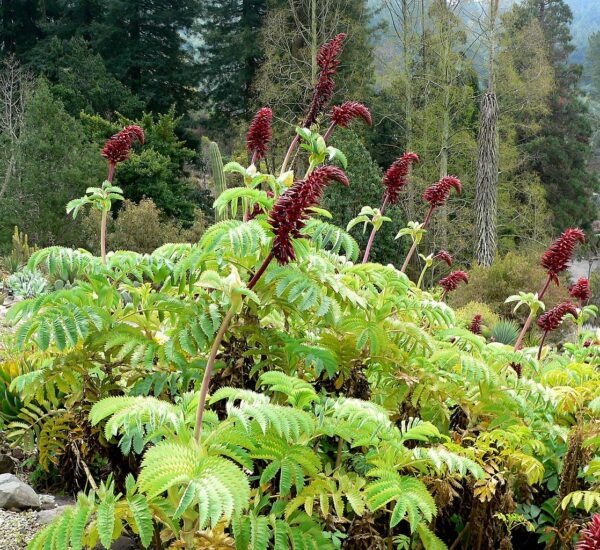 Melianthus major - Giant Honey Flower - Image 6