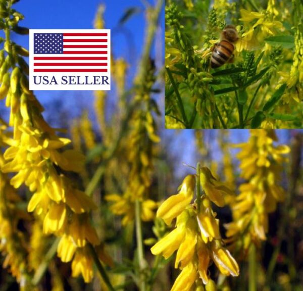 Melilotus officinalis - Clover, Yellow Sweet - Image 11