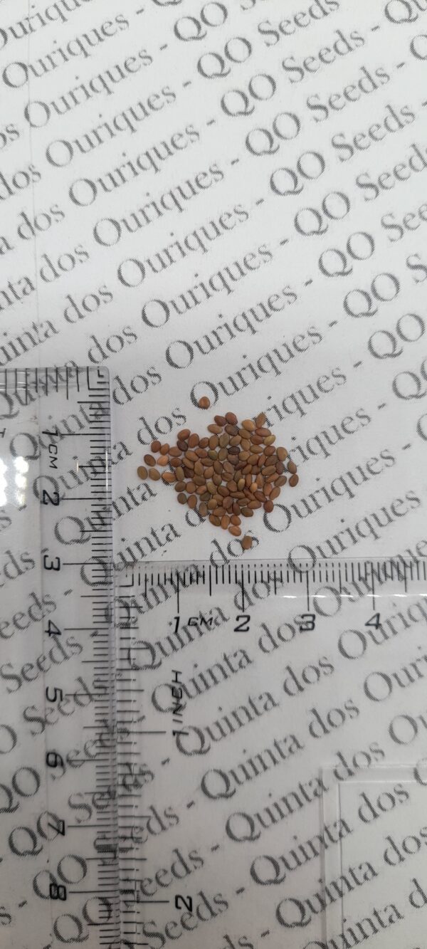 Melilotus officinalis - Clover, Yellow Sweet - Image 12