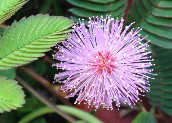 Mimosa pudica - Sensitive Plant, Sleepy Plant, Action Plant, Touch-me-not, Shameplant