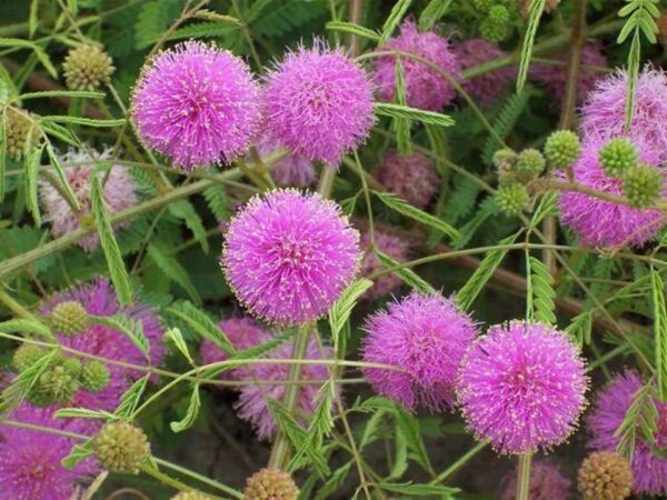 Mimosa pudica - Sensitive Plant, Sleepy Plant, Action Plant, Touch-me-not, Shameplant - Image 2