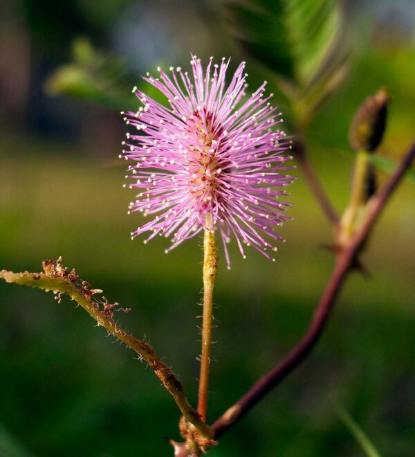 Mimosa pudica - Sensitive Plant, Sleepy Plant, Action Plant, Touch-me-not, Shameplant - Image 3