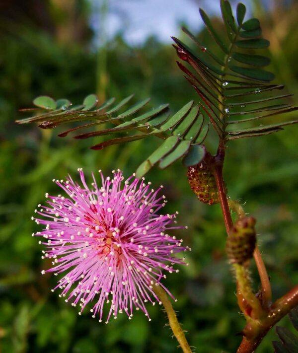 Mimosa pudica - Sensitive Plant, Sleepy Plant, Action Plant, Touch-me-not, Shameplant - Image 5
