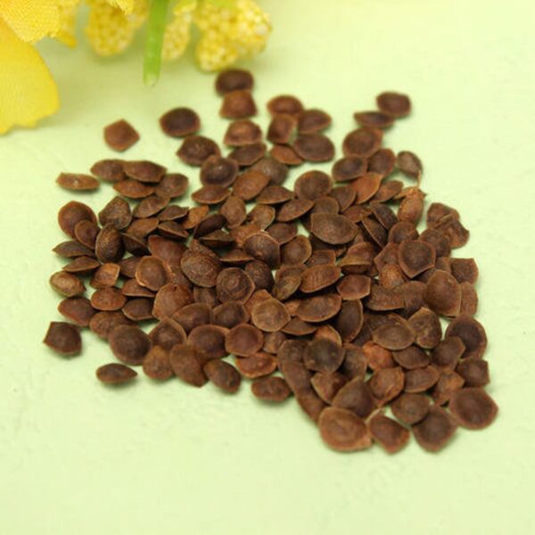 Mimosa pudica - Sensitive Plant, Sleepy Plant, Action Plant, Touch-me-not, Shameplant - Image 7