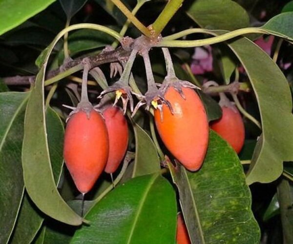 Mimusops elengi - Spanish Cherry