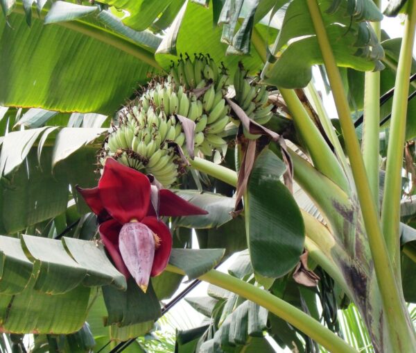 Musa acuminata ssp. acuminata - Banana Tree