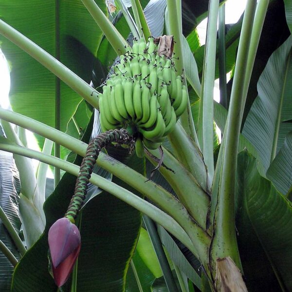 Musa balbisiana var. balbisiana - Sweet Banana - Image 2