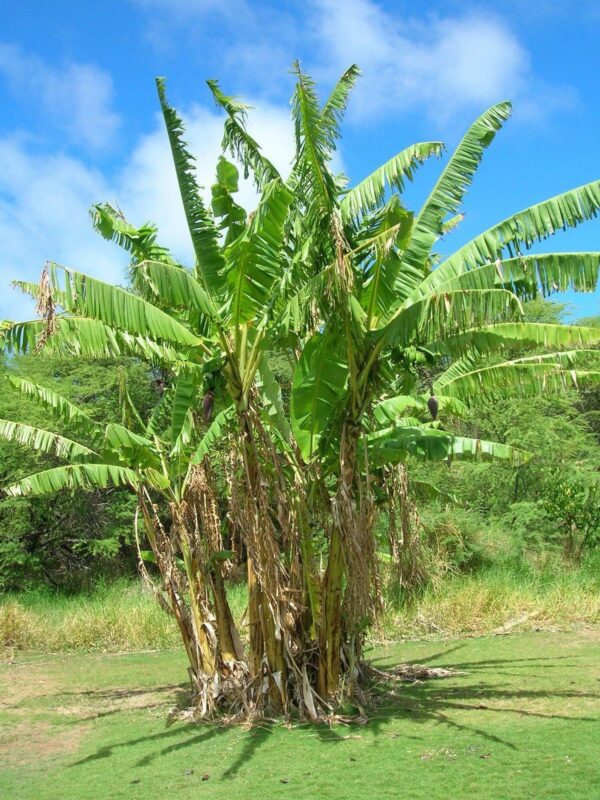 Musa cheesmanii - Cheesman s Banana