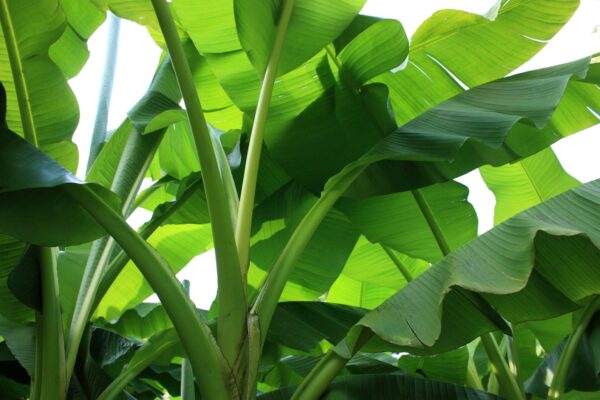 Musa cheesmanii - Cheesman s Banana - Image 3