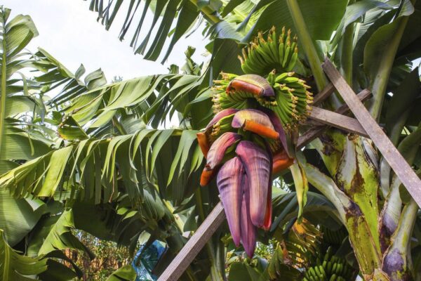 Musa cheesmanii - Cheesman s Banana - Image 4