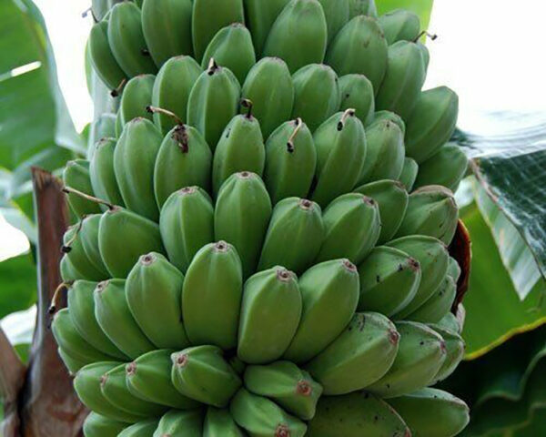 Musa sikkimensis 'Red Tiger' - Red Tiger Banana, Bengal tiger - Image 4