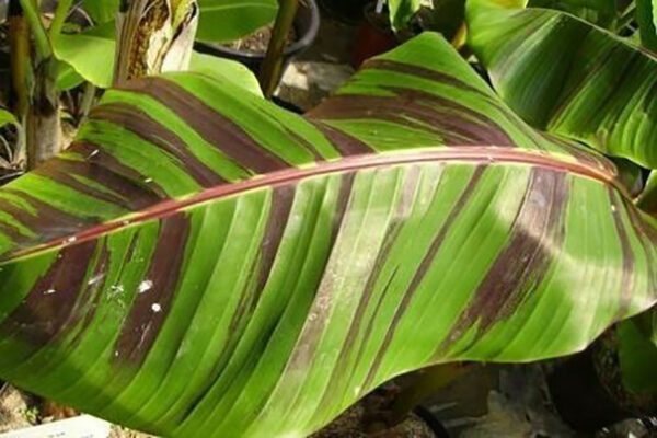 Musa sikkimensis 'Red Tiger' - Red Tiger Banana, Bengal tiger - Image 5