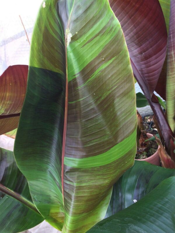 Musa sikkimensis 'Red Tiger' - Red Tiger Banana, Bengal tiger - Image 7