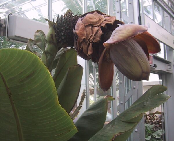 Musa superba / Ensete superbum - Cliff banana, Rock Banana, Western Hill Banana, Wild Plantain, Jungli Kela, Bahu