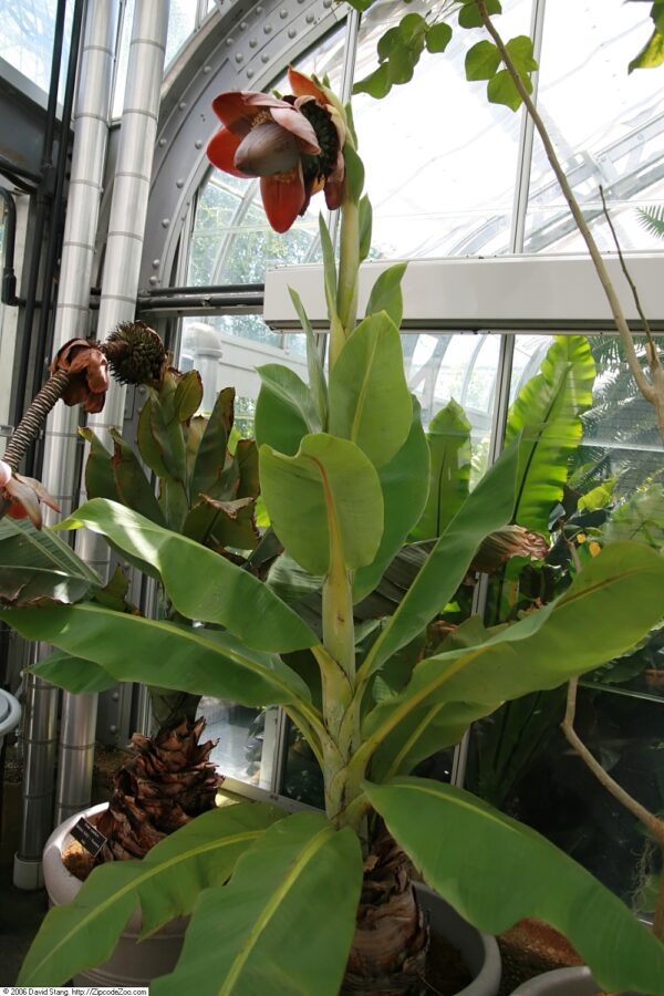 Musa superba / Ensete superbum - Cliff banana, Rock Banana, Western Hill Banana, Wild Plantain, Jungli Kela, Bahu - Image 6