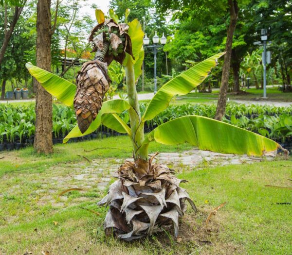 Musa superba / Ensete superbum - Cliff banana, Rock Banana, Western Hill Banana, Wild Plantain, Jungli Kela, Bahu - Image 8