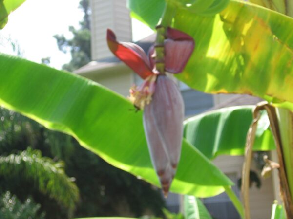 Musa thomsonii - Thomson's Banana, Thompson's Banana - Image 3