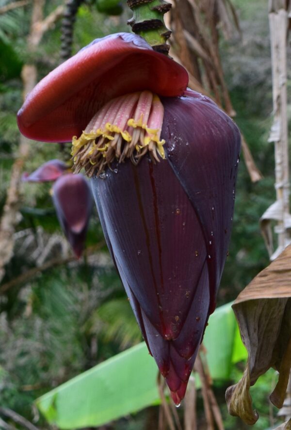Musa thomsonii - Thomson's Banana, Thompson's Banana - Image 4