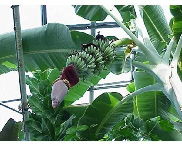 Musa thomsonii - Thomson's Banana, Thompson's Banana - Image 5
