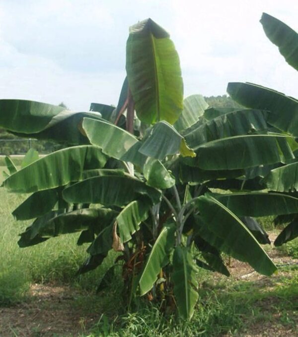 Musa thomsonii - Thomson's Banana, Thompson's Banana - Image 6